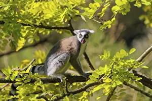 A ring-tailed lemur (Lemur catta) sits on a sunny day high up in a tree among fresh green leaves