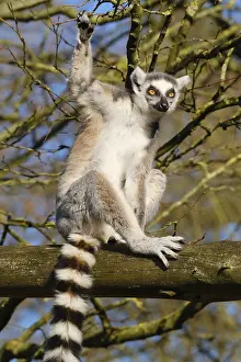 Ring-tailed lemur (Lemur catta) sitting in a tree