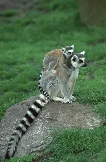 Ring-tailed Lemur (Lemur catta) with young