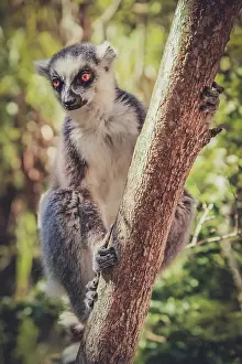 Ring tailed lemur sitting on a branch of a tree in bush in Isalo National Park