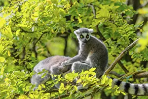 Two ring-tailed lemurs (Lemur catta)