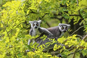 Two ring-tailed lemurs (Lemur catta)
