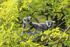 Two ring-tailed lemurs (Lemur catta)
