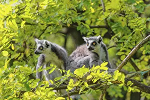 Two ring-tailed lemurs (Lemur catta)