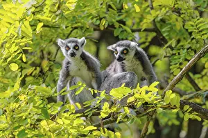 Two ring-tailed lemurs (Lemur catta)