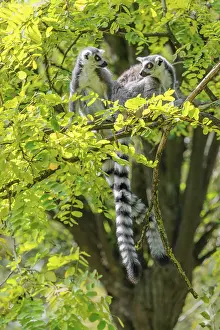 Two ring-tailed lemurs (Lemur catta)