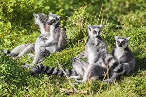 Four ring-tailed lemurs (Lemur catta) sit in the green