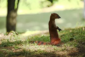 Ring-tailed mongoose (Galidia elegans)