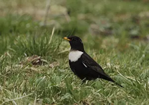 Ring thrush, Turdus torquatus, sitting in a meadow in Burbach