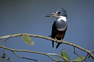 Ringed Kingfisher (Ceryle torquata) adult on branch