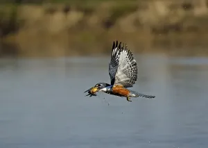 Ringed kingfisher (Ceryle torquata) with captured fish