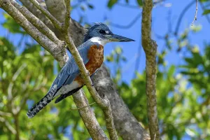 Ringed kingfisher (Megaceryle torquata)