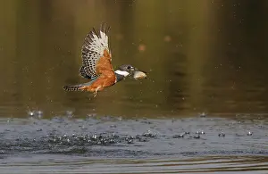 Ringed Kingfisher (Megaceryle torquata) female flying with fish prey in beak