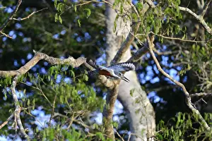 Ringed kingfisher (Megaceryle torquata) in flight