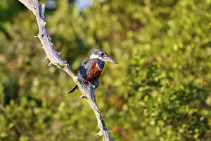 Ringed Kingfisher perched on a bare branch in sunlight against defocused trees