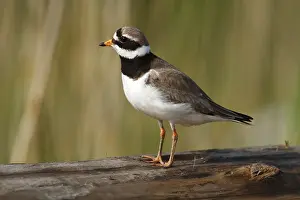 Ringed Plover (Charadrius hiaticula)