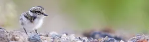 Ringed Plover, (Charadrius hiaticula)