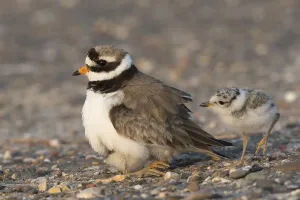 Ringed plover (Charadrius hiaticula)