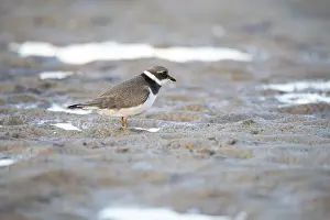 Ringed Plover (Charadrius hiaticula)