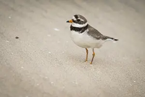 Ringed Plover (Charadrius hiaticula)