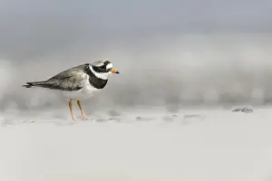 Ringed plover (Charadrius hiaticula) adult