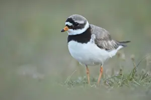 Ringed plover (Charadrius hiaticula) adult wading bird on a beach