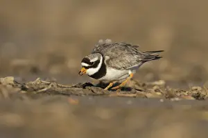 Ringed plover (Charadrius hiaticula) adult wading bird feeding on a coastal beach