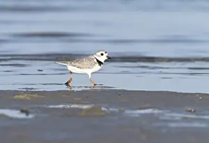 Ringed Plover (Charadrius melodus)