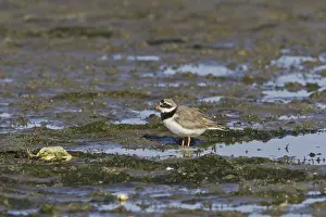 Ringed plover on the mudflats next to a dead crab (Charadrius hiaticula)
