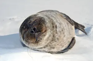 Ringed seal (Pusa hispida), Kareliya