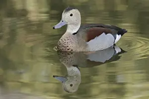 Ringed Teal (Callonetta leucophrys)