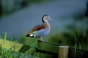 Ringed teal (Callonetta leucophrys)