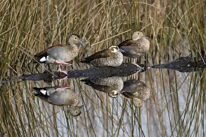 Ringed teals (Callonetta leucophrys) two males and one female