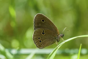 Ringlet (Aphantopus hyperanthus)