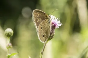 Ringlet (Aphantopus hyperantus)
