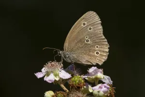 Ringlet butterfly (Aphantopus hyperantus) adult insect feeding on bramble flowers in summer