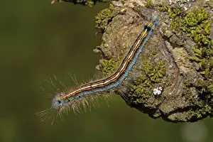 Ringlet moth caterpillar sitting on tree trunk with green lichens looking left