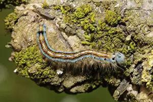 Ringlet moth caterpillar sitting on tree trunk with green lichens looking right