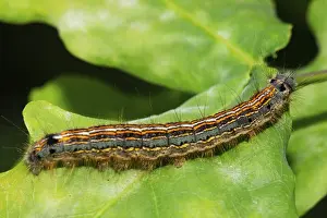 Ringlet moth (Malacosoma neustria)