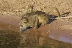 Riparian evening scenery with drinking baboon in Botswana