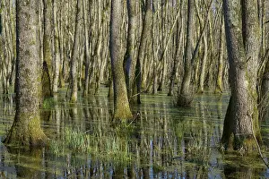 Riparian forest dense accumulation of trees in swampy forest water