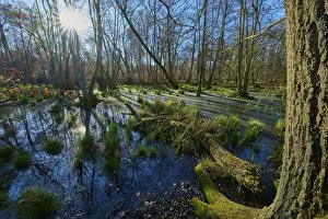 Riparian forest, marshland with sunbeams and scattered tufts of grass in the water
