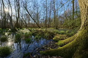Category Forests Prints: Riparian forest, moss-covered tree at a swampy waterway in a sunlit forest