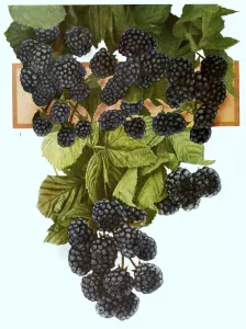 Ripe blackberries on a bush, digitally processed reproduction of a watercolour drawing from 1856