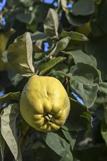 Ripe fruit, Quince (Cydonia oblonga) on the tree
