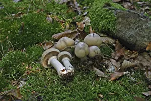 Ripe mushroom (Rozites caperstus)