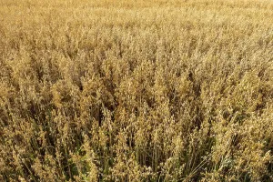 Ripe oat field swaying gently in the breeze