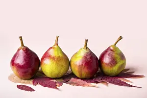 Ripe pears and dry purple leaves on pink background
