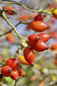 Ripe rosehip fruit of the dog rose (Rosa canina) on a branch