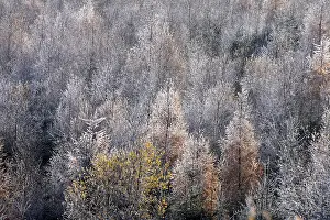 Ripened mixed forest with larches and beeches in the Hunsruck-Hochwald National Park in winter